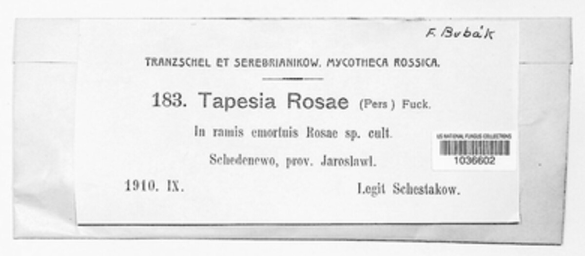 Mollisia rosae image